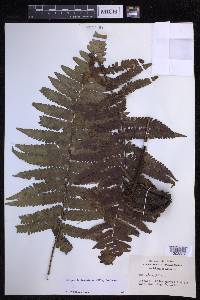 Dryopteris fuscoatra image