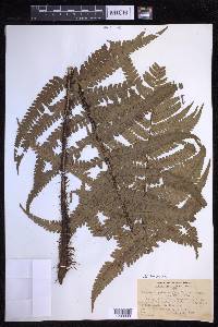 Dryopteris fuscoatra image