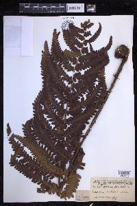 Dryopteris fuscoatra image