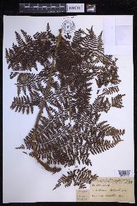 Dryopteris glabra image