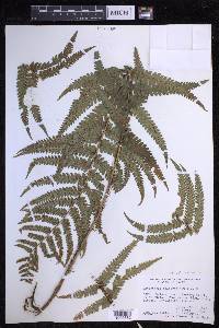 Dryopteris fuscoatra image