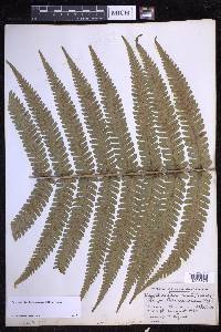 Dryopteris fuscoatra image