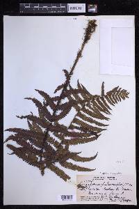 Dryopteris fuscoatra image