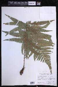 Dryopteris fuscoatra image