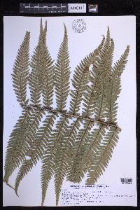 Dryopteris fuscoatra image