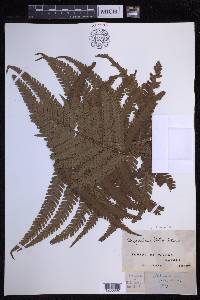 Dryopteris fuscoatra image