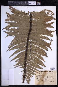 Dryopteris fuscoatra image