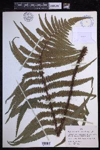 Dryopteris fuscoatra image