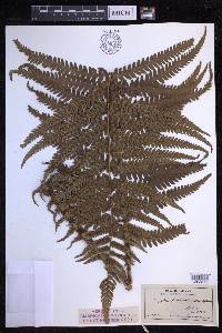 Dryopteris fuscoatra image