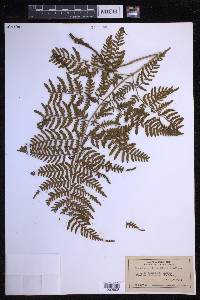 Dryopteris glabra image