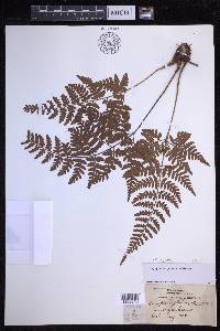 Dryopteris alboviridis image