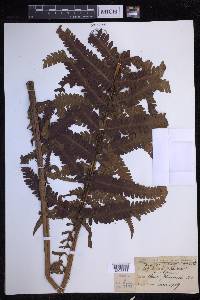 Dryopteris fuscoatra image