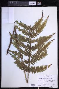 Dryopteris fuscoatra image