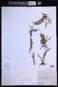 Lellingeria suspensa image