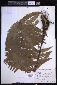 Dryopteris fuscoatra image