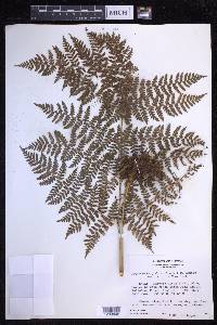 Dryopteris alboviridis image