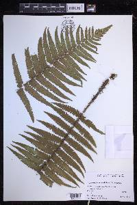 Dryopteris fuscoatra image