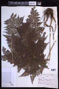 Dryopteris glabra image