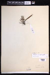 Oreogrammitis dorsipila image