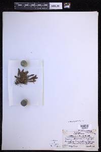 Oreogrammitis dorsipila image