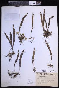 Oreogrammitis dolichosora image