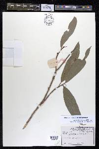 Turpinia arguta image