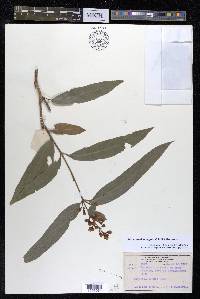 Turpinia arguta image