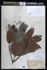 Turpinia laxiflora image