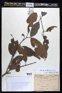 Staphylea formosana image