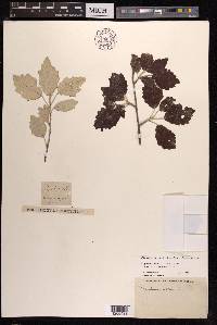 Populus alba image