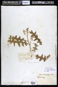 Solanum pyracanthos image