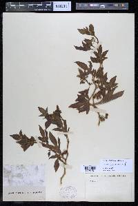 Solanum radicans image