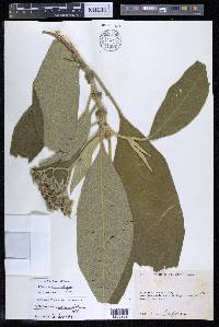 Solanum mauritianum image