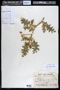 Solanum virginianum image