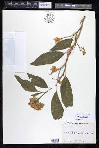 Solanum bonariense image