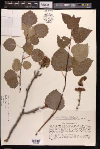 Populus tremula image