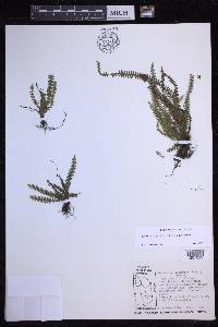 Lellingeria suspensa image