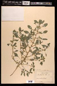 Amaranthus albus image