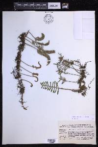 Pleopeltis acicularis image