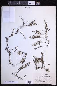 Pleopeltis acicularis image