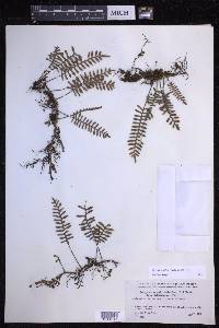 Pleopeltis acicularis image