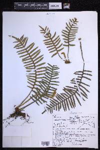 Polypodium rosei image