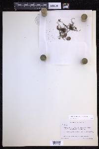 Pleopeltis acicularis image