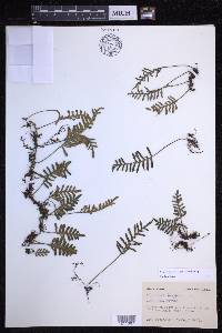Pleopeltis acicularis image