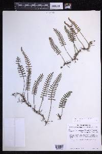 Pleopeltis acicularis image