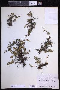 Pleopeltis acicularis image