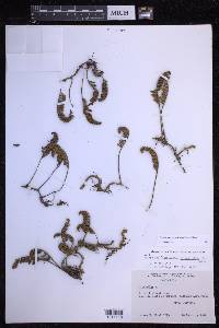 Pleopeltis acicularis image