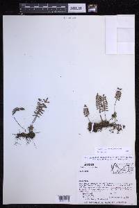 Pleopeltis acicularis image
