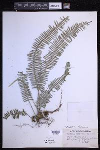 Polypodium furfuraceum image