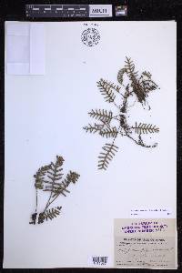 Pleopeltis polypodioides image